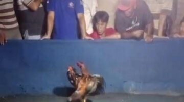 Wow!! Perjudian Sabung Ayam di Wilayah Hukum Polres Blitar Seakan Kebal Hukum, Disinyalir Ada Oknum Jadi Beking Sabung Ayam